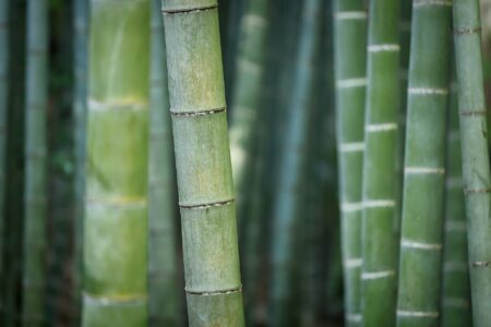 Could bamboo be the next source of renewable energy?