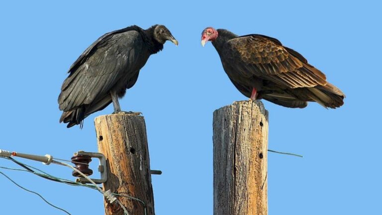 Why Do North American Vultures Have Either Red Or Black Heads?