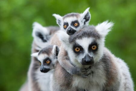 Can Firebreaks Help Save Madagascar’s Lemurs?