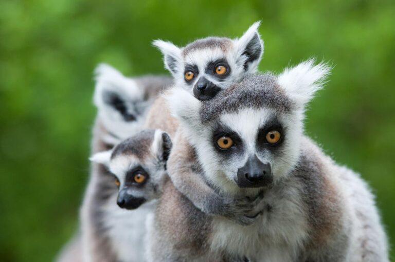 Can Firebreaks Help Save Madagascar’s Lemurs?