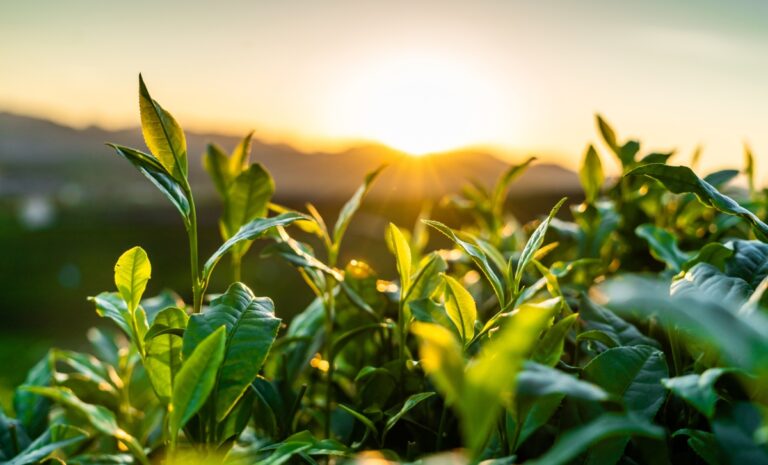 Brinc launches new program for climate tech startups