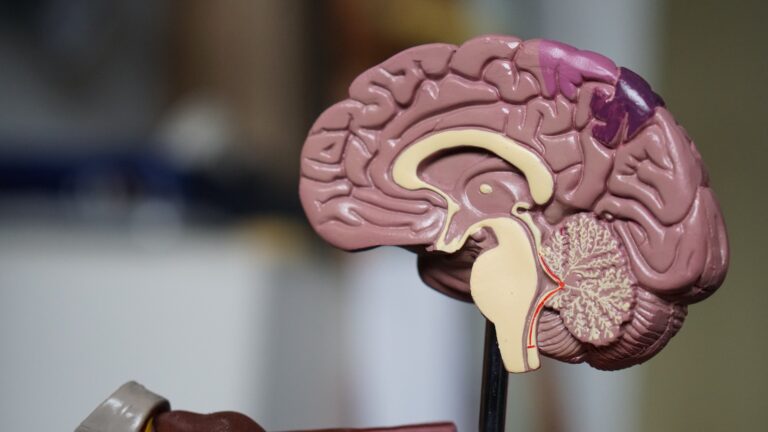 Unlocking the Secrets of the Mind – The Final Human Brain Project Summit and the Future of Digital Brain Research