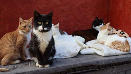 Cat Coronavirus Outbreak: Thousands Of Felines Die In Cyprus As Vets Turn To Human Drug For Treatment