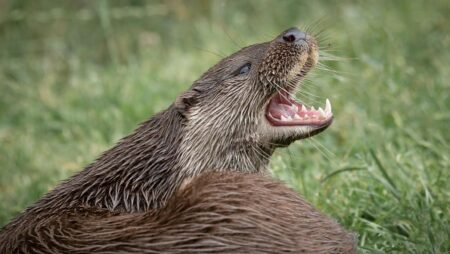 When Otters Attack: Expert Weighs In On Spate Of Incidents