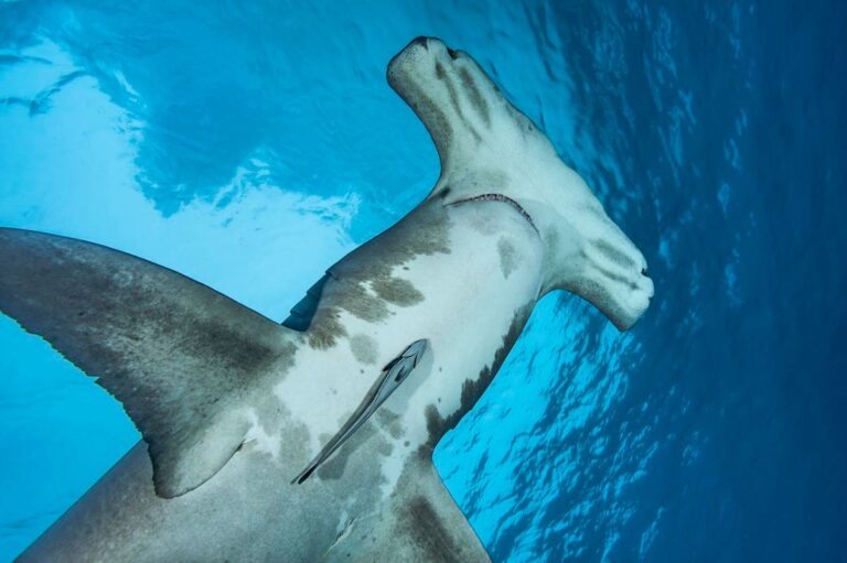 Great Hammerhead Sharks’ Hidden Lunar Calendar