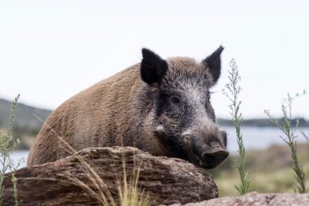 Hunting For The Wild And Feral Pigs Ravaging Argentina And South America
