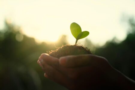 A Thorny Path To Charity: Tips For Partnering With Environmental Funds