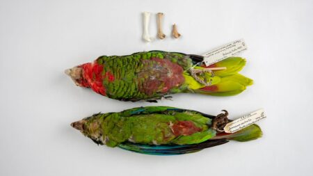 Caribbean Parrots Are Remnants Of A Millennial Scale Extinction
