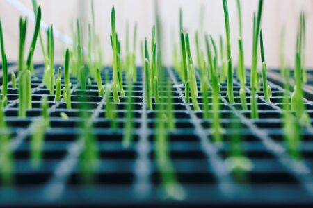 4 Food Tech Niches Ripe For Innovative Startups