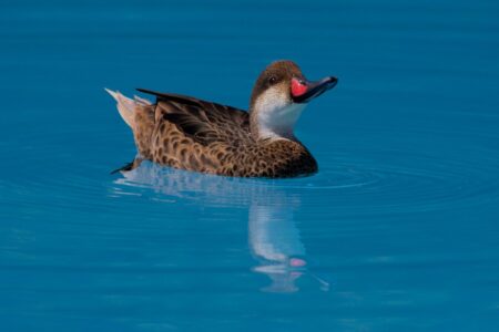 Database startup MotherDuck lands $52.5M to grow its DuckDB-based platform