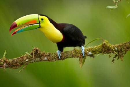 Babbel acquires language learning browser extension Toucan