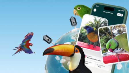 Bird Buddy, the AI-powered bird feeder startup, now lets anyone use its app to birdwatch