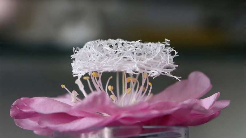 Generating small amounts of electricity by squeezing luffa sponges