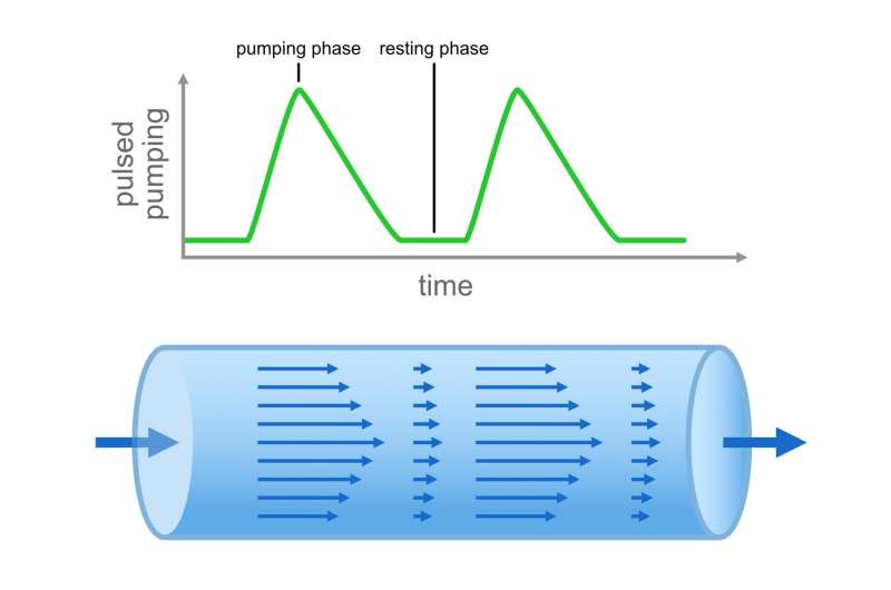 The pump first quickly accelerates the water and then slows it down. This is followed by a resting phase without pumping where the movement of any turbulence can die down. This pumping motion is inspired by the pulse shape of the human heart. Credit: © Thomas Zauner / ISTA Pumping like the heart