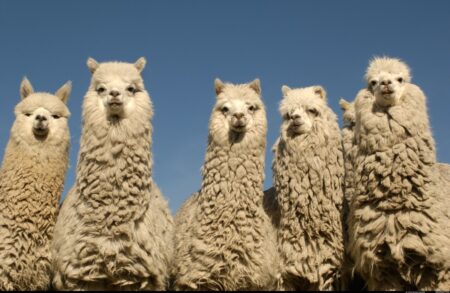Stock trading API developer Alpaca raises $15M convertible note from SBI Group
