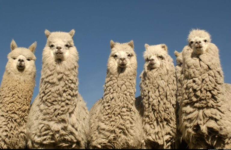 Stock trading API developer Alpaca raises $15M convertible note from SBI Group
