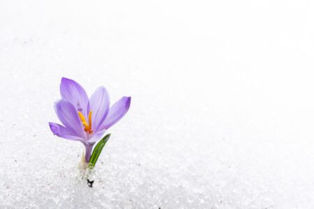 Venture capital spring is here