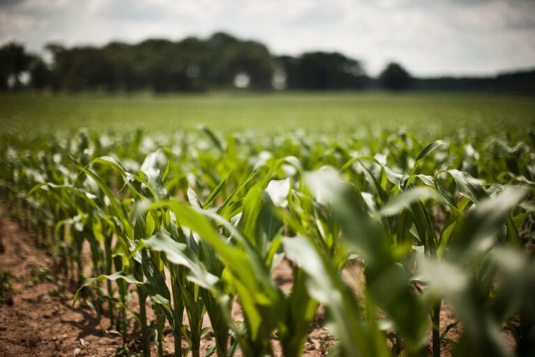 Global Agriculture Needs An Evergreen Revolution