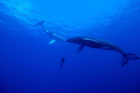 Kim Jeffries Describes Capturing ‘Incredible Animal Journeys’