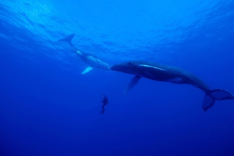 Kim Jeffries Describes Capturing ‘Incredible Animal Journeys’