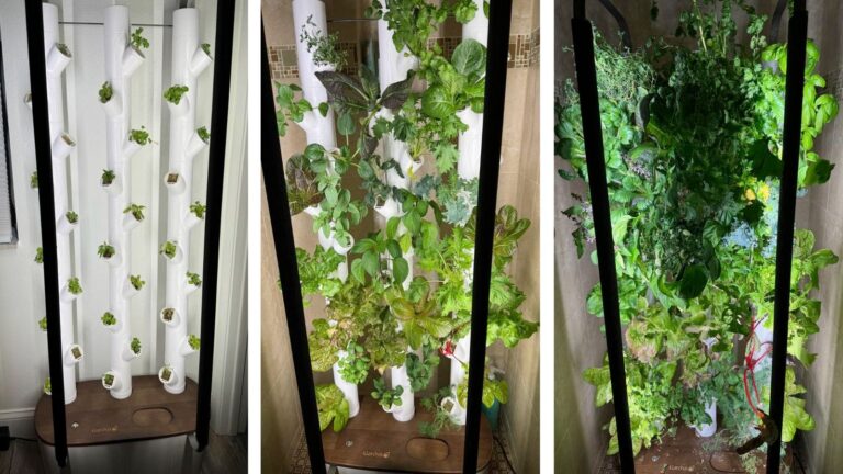 Indoor Gardens Let You Grow Fresh Herbs And Veggies All Winter Long