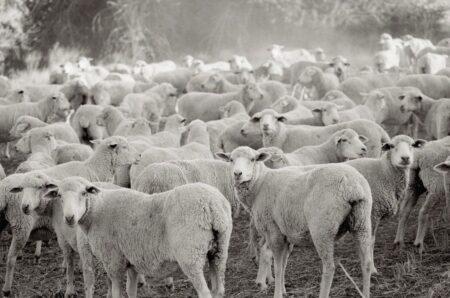 Why This LA Brand Is Building A Regenerative Wool Supply Chain
