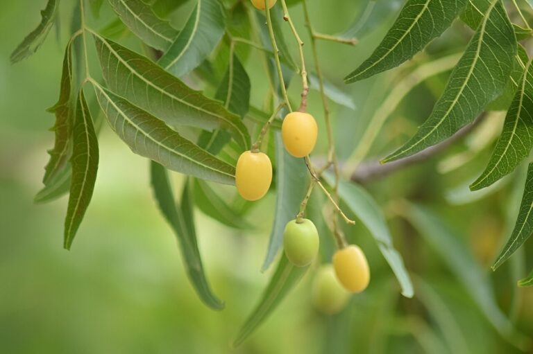 Research investigates potential of neem seed oil as a sustainable alternative to petroleum-derived oils