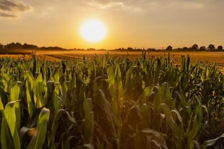 From Fields To Finance: Exploring Farmland Investments