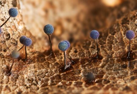 Magical Image Of ‘Martian Landscape’ Wins Top Prize At Royal Society Photo Contest