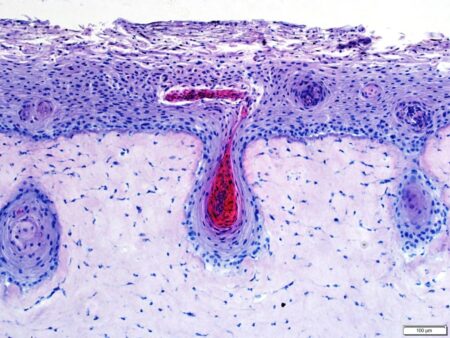 Brazil’s Grupo Boticário Develops 3D Skin With Bioprinting Technology