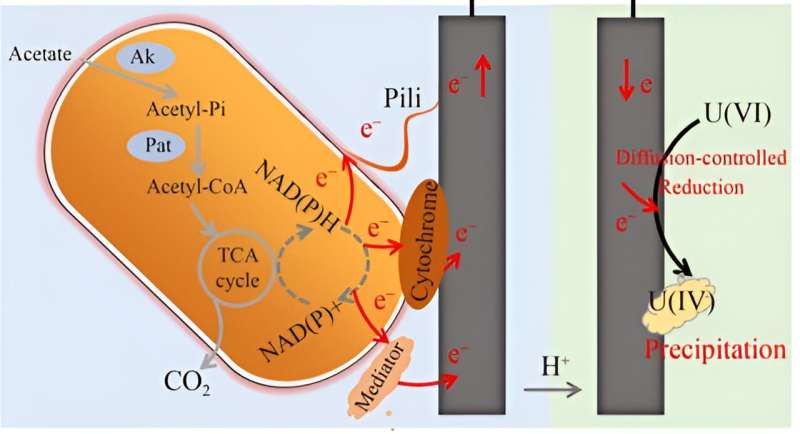 Researchers achieve uranium extraction and electricity generation using microbial electrochemical method