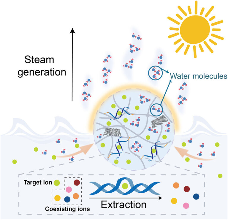 Scientists create DNA hydrogel-based, solar-powered evaporation system for highly efficient seawater desalination