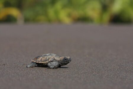 Unlocking The Mysteries Of Costa Rica’s Endangered Hawksbill Turtles