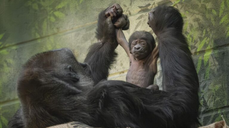Endangered Gorilla Born At London Zoo Might Be Cutest Creature On Earth