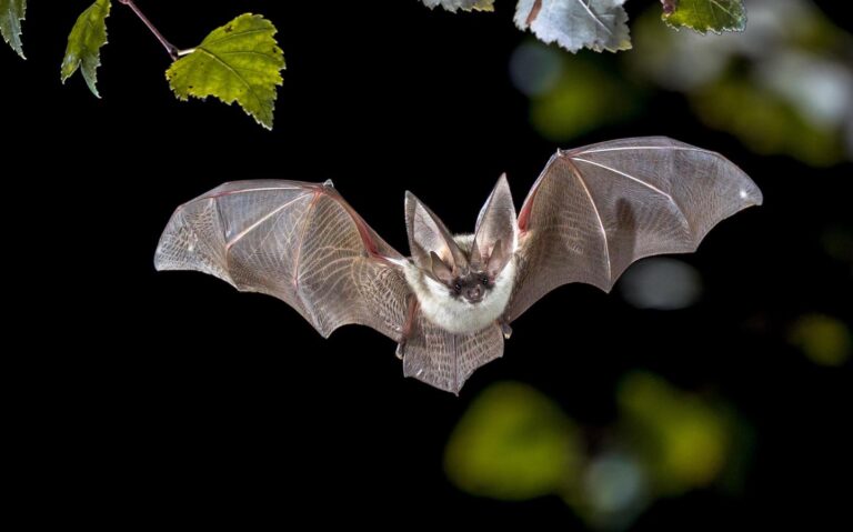 Fuzzy, Cute, and … Viral? Bats A Likely Source Of Future Pandemics