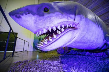 New Study Challenges The Notion Of Megalodon As A Giant Version Of A Great White Shark