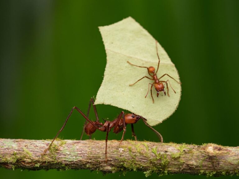 The Technological Marvel Behind ‘A Real Bug’s Life’