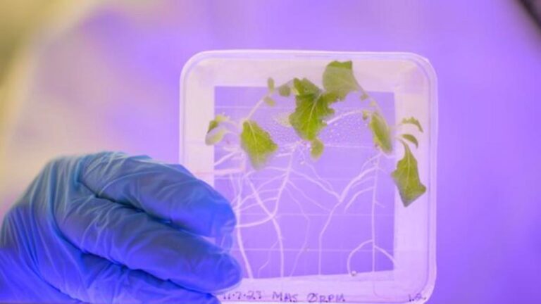 Eating Salad On The Way To Mars Could Kill Astronauts, Say Scientists