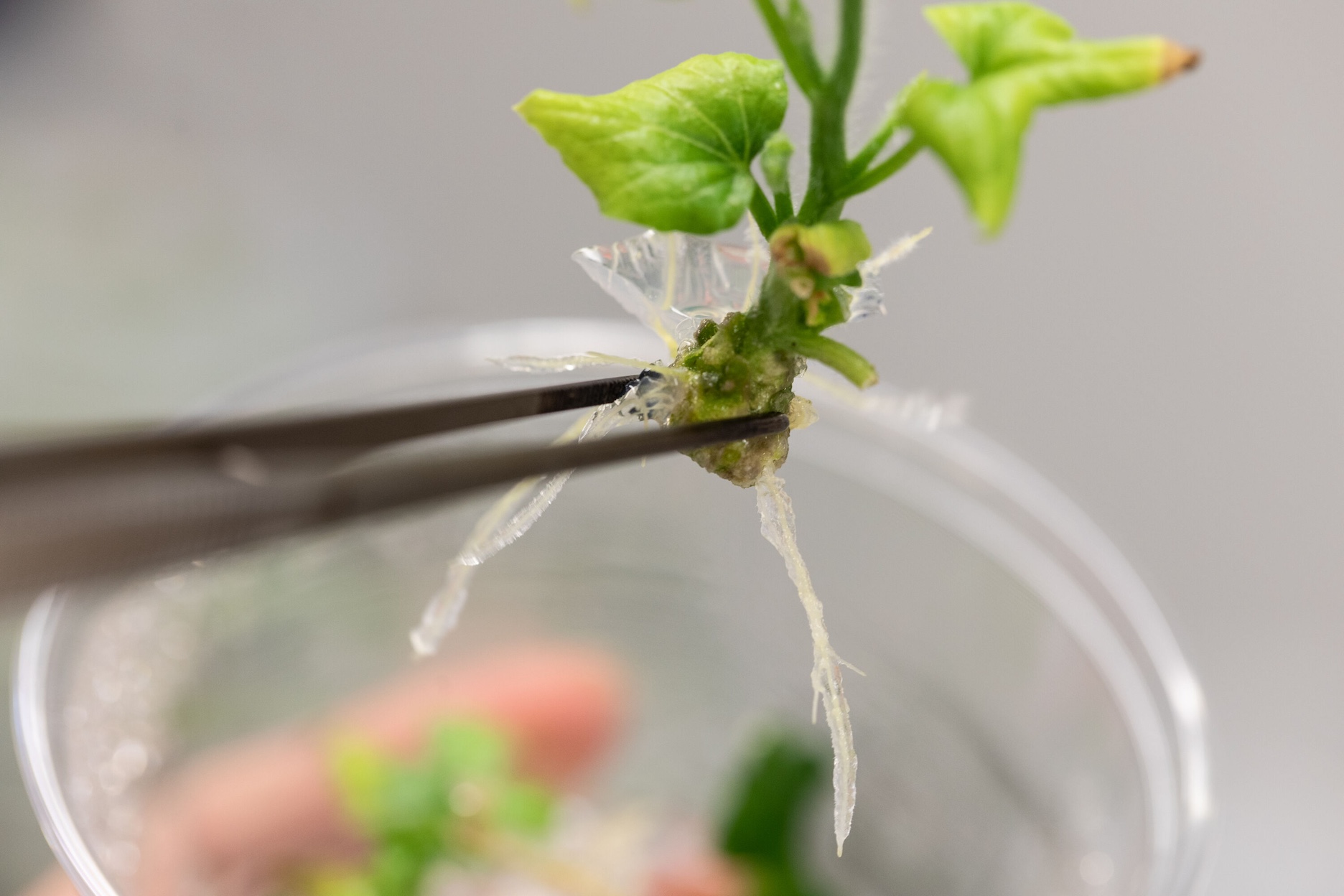 Elo Life Systems, plant