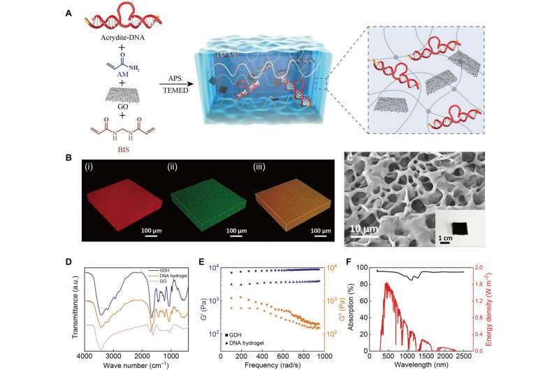 Preparation and characterizations of the GDH. (A) Schematic illustration of the GDH preparation. APS, Ammonium persulfate; BIS, N,N′-methylenebisacrylamide; TEMED, N,N,N′,N′-tetramethylethylenediamine. (B) Confocal image of a GDH hydrogel incorporated with acryloxyethyl thiocarbamoyl rhodamine B and labeled with GelGreen, respectively; (i) green channel, (ii) red channel, and (iii) merged channel. (C) SEM image of GDH. Inset: Photo of a piece of GDH. (D) Fourier transform infrared spectra of DNA hydrogel, GO, and GDH. (E) Dynamic mechanical analysis of DNA hydrogel and GDH. (F) Absorbance spectra of GDH in the wavelength range of 250 to 2500 nm. a.u., arbitrary units. Credit: Science Advances, doi: 10.1126/sciadv.adj1677 Solar-powered simultaneous highly efficient seawater desalination with smart DNA hydrogels