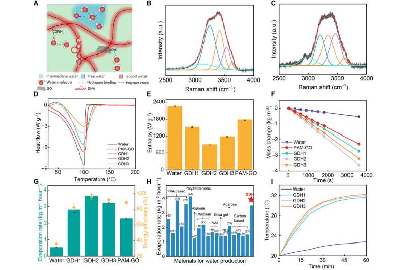 GDH for efficient water activation and evaporation. (A) Schematic illustration of different types of water molecules in GDH network. (B and C) Raman spectra showing the fitting peaks representing IW and FW in water and GDH, respectively. (D) Differential scanning calorimetric curves of phase change energy changes of water in pure water, PAM, and GDHs. (E) Calculated enthalpy of evaporation of pure water and water in GDHs. (F) Mass loss of water with GDHs under one sun. (G) The solar evaporation rate and energy efficiency of GDHs under one sun. (H) Comparison of the water evaporation performance of GDH with previously reported hydrogels under one solar irradiation. PVA, polyvinyl alcohol. PILs, poly(ionic liquid)s. (I) Temperature changes of different GDHs under one solar irradiation. Credit: Science Advances, doi: 10.1126/sciadv.adj1677 Solar-powered simultaneous highly efficient seawater desalination with smart DNA hydrogels