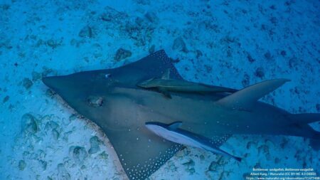 Western Australia Unveiled As Global Sanctuaries For Elusive Rays