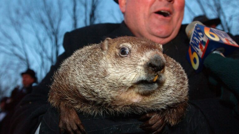 NOAA Fact-Checks Punxsutawney Phil’s Groundhog Day Predictions