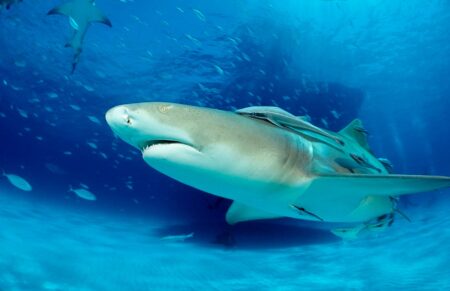 The Hidden Effects Of COVID-19 Lockdowns On Shark Populations