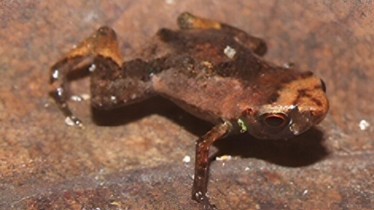 Is The Flea Toad The Smallest Vertebrate In The World?