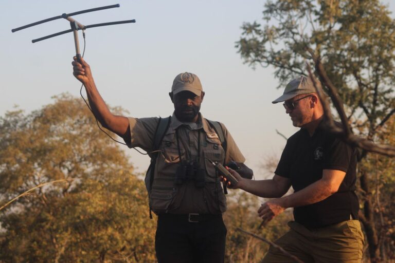 How Can People Learn To Live With Cameroon’s Rare ‘Indomitable’ Lions?