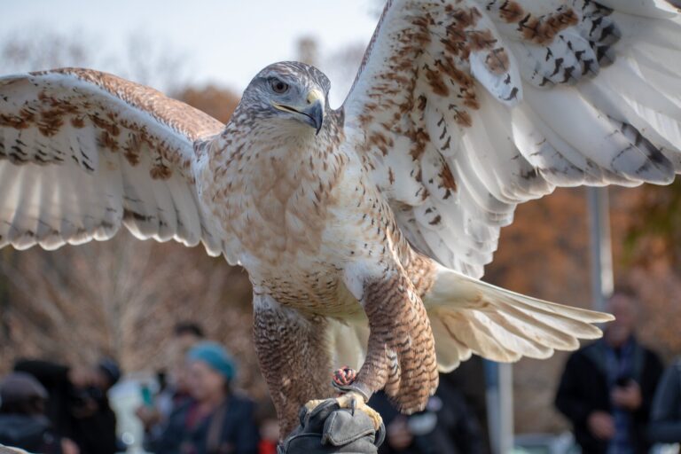 How an endangered hawk could topple plans for WA’s largest wind farm