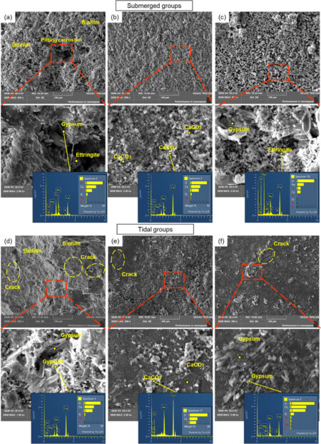 Researchers introduce biomineralization as a sustainable strategy against microbial corrosion in marine concrete