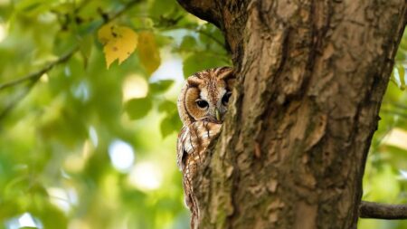 Why Do Tawny Owls Come In Two Different Colors?