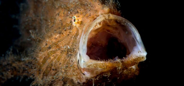 2 ‘Super-Weird’ Mating Strategies Found In The Deep Ocean